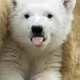 KKBear