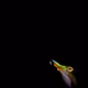 Vegabondme