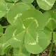 PennyRoyalMint