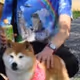 real_shiba_inu