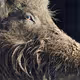 MoreBoar