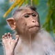 ChimpFace