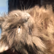 Animalmix55