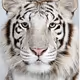 Tigress