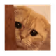 8F23H1