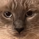 Woongy