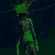 Unfiated