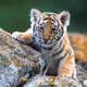 Orange_Tiger