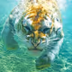 Anemos-
