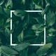 Liri_F