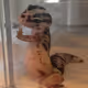 LeopardGecko