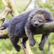 CarefreeBinturong