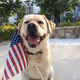 BenTheYellowLab