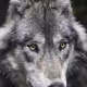 Wolf601
