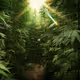 Gage420