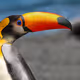 RootRaw