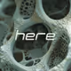 Here_
