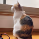 Charpuru