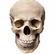 JollyEggNog
