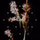 0x175716b713f944d2ca5aef0ff9a048eeea285772