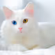 catsiu.eth