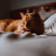 thopskim_21