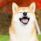 0x17be26a32259c9daf19a77d954ea9e62ffa00ce1