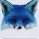 Bluefox77