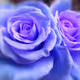 0x186be745fdd6538636de36a805b9ee4b22eade8a