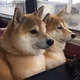 wagwans