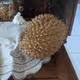 0x18cdff2fbeede0f9c98a729d55c7b68d9209254f