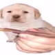 0x18d306f0e0889219518865416d8c9a7c7f685c81