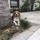 PapaManito