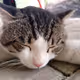 Shylo