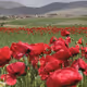 FlowerAndRivers