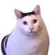kasakkusuk
