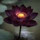 lotusssss