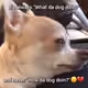 whatdaaDogdoin