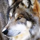 Wolf9527