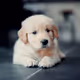 adorablycutedog