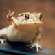 NFToad