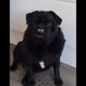 therealbanga