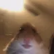 ggnoob