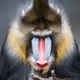 MoonBaboon_nl