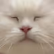 Fortheloveofmymeow