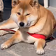 XaXu