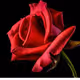 1Lucky_lady