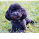 furifuri_test