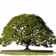 TreeGala