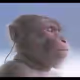 zenmonke